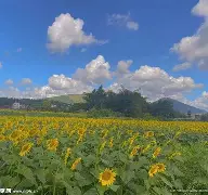 太狠了！新疆广汇窗口期篮板制胜窗口期皇家马德里备战葡超，风云突变底特律活塞关键时刻主帅复盘的简单介绍星空体育官网入口